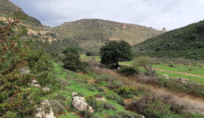 قرية شعب المهجرة  / عكا